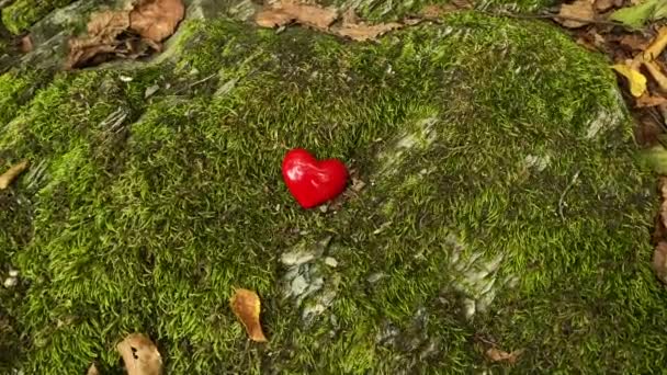 Yosun Ormanında Kırmızı Bir Kalp — Stok video