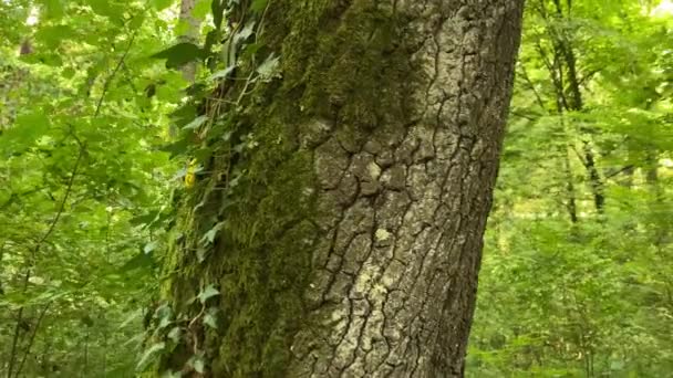 Una Cara Sonriente Árbol Bosque — Vídeos de Stock