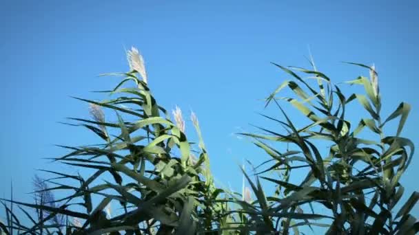 Riet zwaaiend in de wind van een zomer — Stockvideo