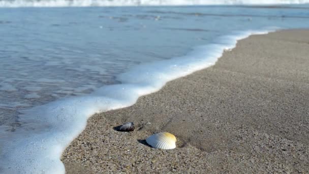 Shell і море — стокове відео