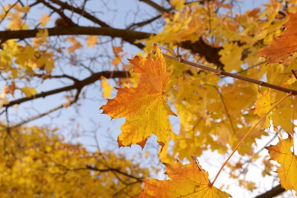 Hojas en otoño —  Fotos de Stock