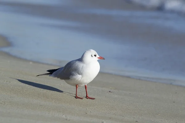 Sea-gull on the sea coast — Stock Photo, Image