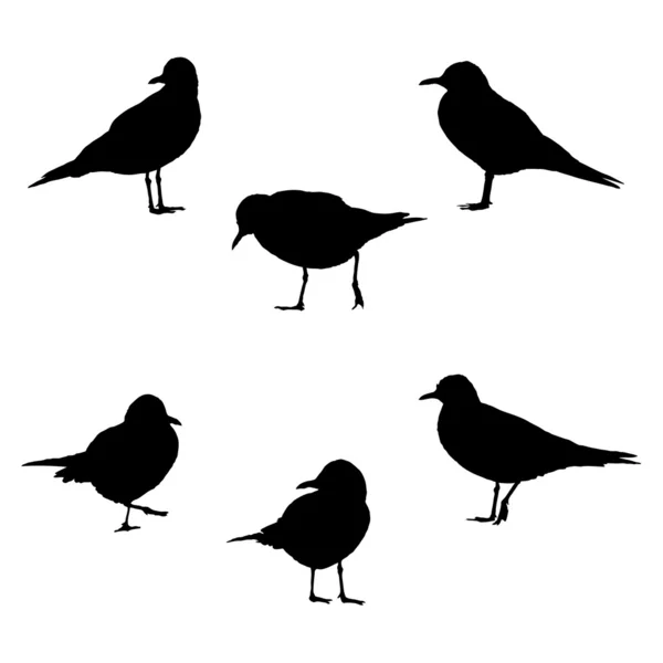 Sea-gulls in poses vector illustration — Stock Vector