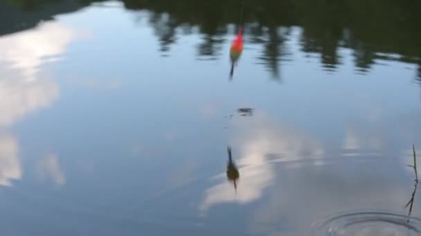 Zwemmer in het water — Stockvideo