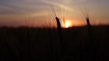 Mısır-alan Sunrise