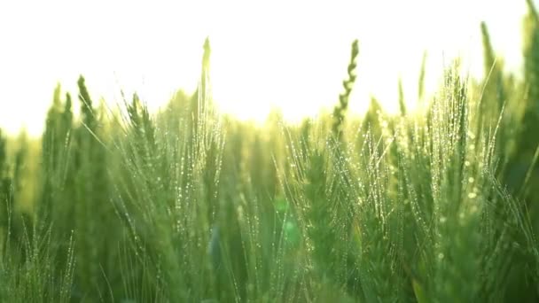 Dreamy light on corn-field with water drops — Stock Video