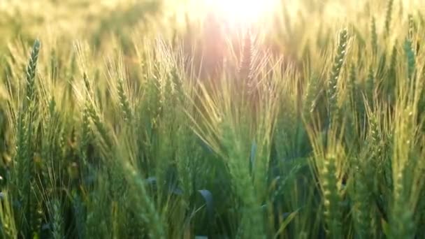 Cahaya bersinar di ladang jagung saat matahari terbenam — Stok Video