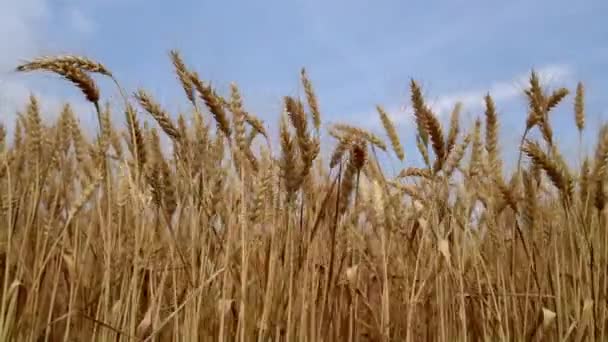 Пшеничне поле з вітром впритул — стокове відео