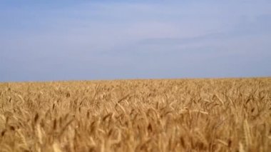 Mavi gökyüzü olan buğday tarlası
