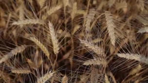 Campo de trigo en primer plano — Vídeo de stock