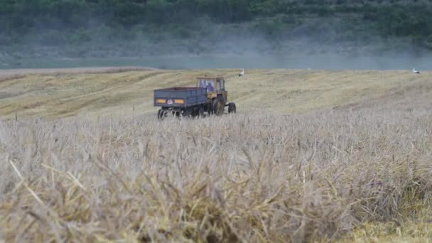 Tractor in the field — стоковое видео