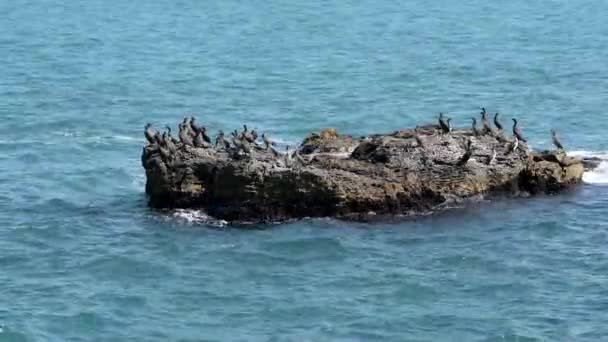 Skarvar på ön i havet — Stockvideo