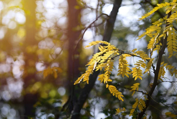 Herbst im Wald — Stockfoto