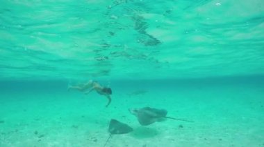 Yavaş Hareket: Vatoz ışınları ve köpekbalıkları ile su altında yüzen kadın