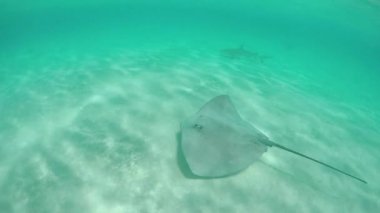 Yavaş Hareket Sualtı: Stingray ve blacktip köpekbalığı okyanusta yüzme