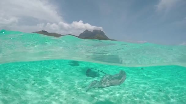 SLOW MOTION: Young woman swimming underwater with friendly stingray rays — Stockvideo