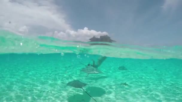 Медленное движение: молодая женщина плавает под водой с дружественными скатами ската — стоковое видео
