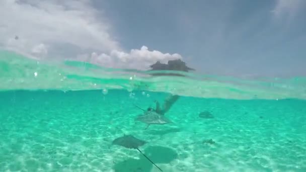 SLOW MOTION: Young woman swimming underwater with friendly stingray rays — ストック動画