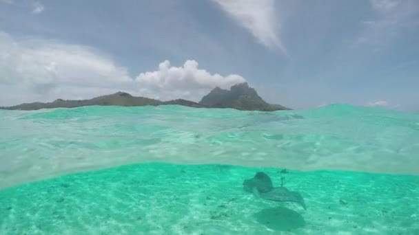 SLOW MOTION: Young woman swimming underwater with friendly stingray rays — Stockvideo