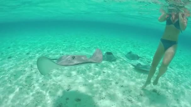 SLOW MOTION: Young woman swimming underwater with friendly stingray rays — 비디오