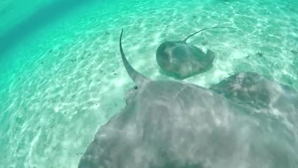 Zeitlupe aus nächster Nähe: Wilde Rochen schwimmen in blauer Lagune — Stockvideo