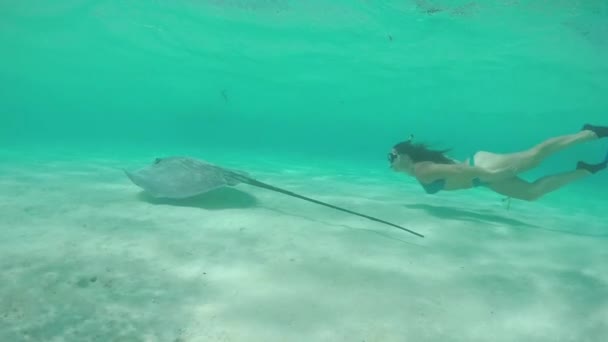 MOCIÓN LENTA: Mujer joven haciendo snorkel bajo el agua con rayos amistosos de rayas grises — Vídeo de stock