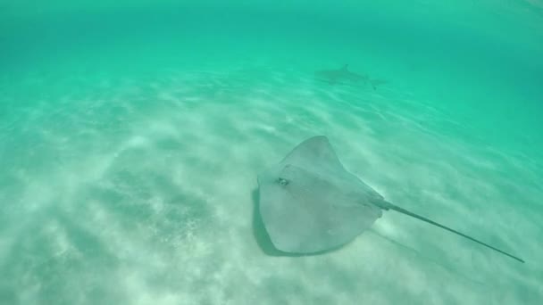 AGUA SUPERIOR DE MOCIÓN LENTA: Stingray y tiburón punta negra nadando en el océano — Vídeo de stock