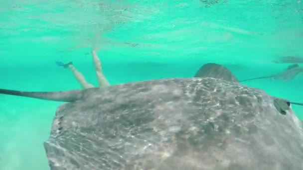 SLOW MOTION: Giovane donna che nuota sott'acqua con amichevoli raggi di stingray — Video Stock