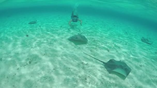 MOCIÓN LENTA: Joven buceando bajo el agua con mantarrayas y tiburones — Vídeos de Stock