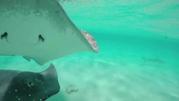 SLOW MOTION: Young woman swimming underwater with friendly stingray rays — Stock video