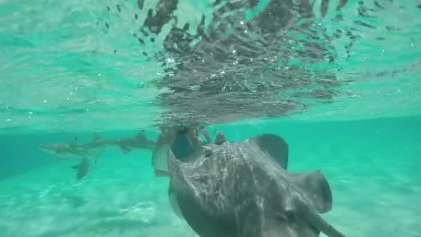 Movimiento lento: Mujer joven nadando bajo el agua con mantarrayas y tiburones — Vídeo de stock