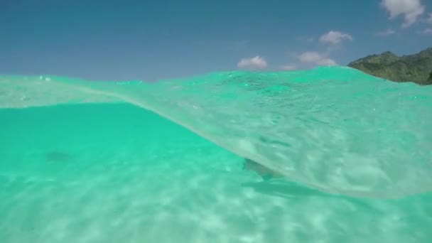Slow motion: ung kvinna simning under vatten och snorkling med hajar — Stockvideo