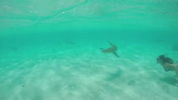 Movimiento lento: Mujer joven nadando bajo el agua y haciendo snorkel con tiburones — Vídeo de stock