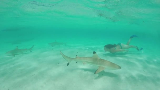 Movimiento lento: Mujer joven nadando bajo el agua y haciendo snorkel con tiburones — Vídeos de Stock