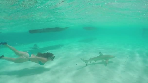 Slow Motion: jonge vrouw zwemmen onderwater en snorkelen met haaien — Stockvideo