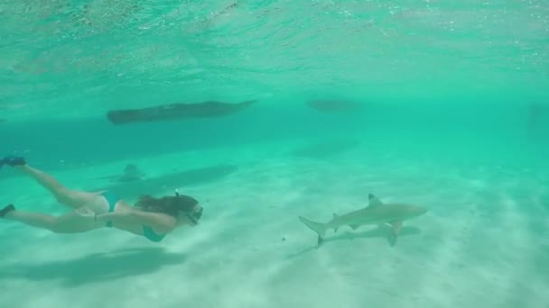 Lassú mozgás: fiatal nő úszás víz alatti és snorkeling a cápák — Stock videók