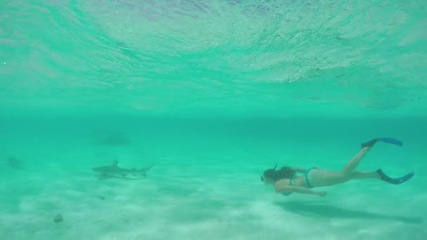 Медленное движение: молодая женщина плавает под водой и плавает с акулами — стоковое видео