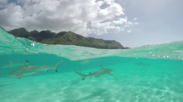 AGUA SUPERIOR DE MOCIÓN LENTA: Tiburones punta negra nadando en laguna poco profunda — Vídeos de Stock