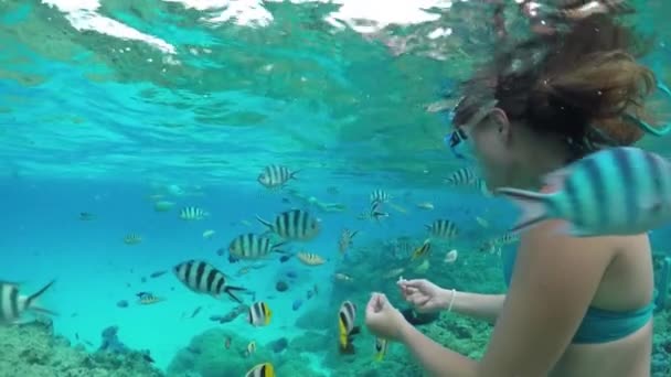 SLOW MOTION UNDERWATER: Woman snorkeling and feeding exotic reef fish — Stockvideo