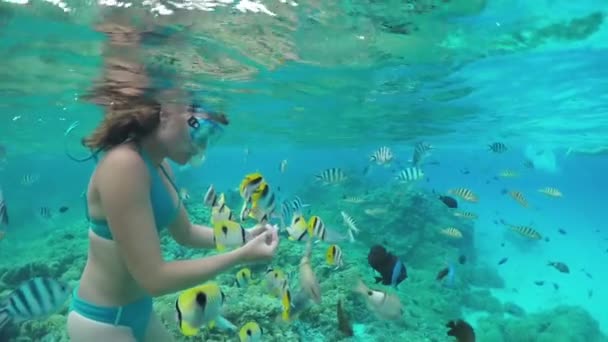 AGUA SUPERIOR DE MOCIÓN LENTA: Mujer buceando y alimentando a peces de arrecife exóticos — Vídeo de stock