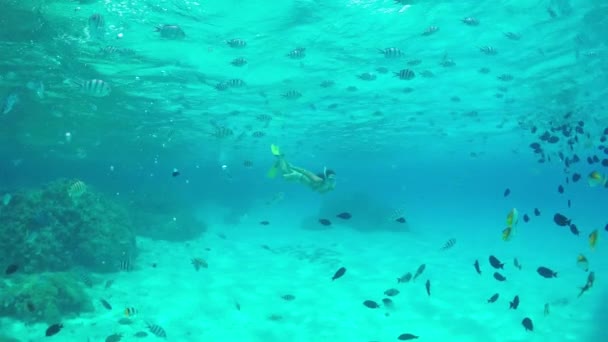 AGUA SUPERIOR DE MOCIÓN LENTA: Mujer buceando arrecife exótico con peces tropicales — Vídeos de Stock