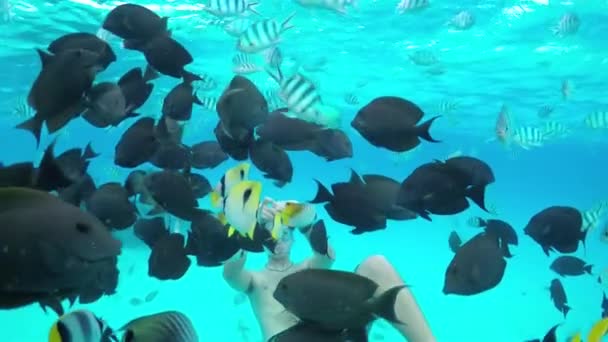 AGUA SUPERIOR DE MOCIÓN LENTA: Hombre haciendo snorkel y alimentando a peces de arrecife exóticos — Vídeos de Stock