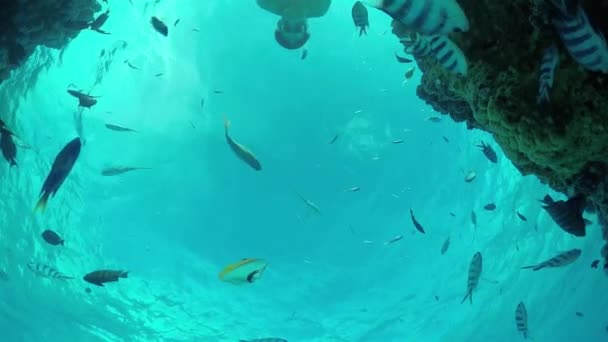 Αργή κίνηση υποβρύχια: άνθρωπος Κολύμβηση με αναπνευστήρα εξωτικό ύφαλο με τροπικά ψάρια — Αρχείο Βίντεο
