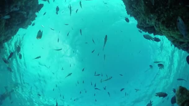 Slow Motion onderwater: SeaWorld op tropisch rif met exotische vissen — Stockvideo