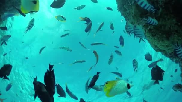 SLOW MOTION UNDERWATER: Seaworld en arrecife tropical con peces exóticos — Vídeo de stock