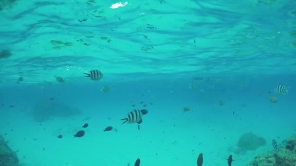 SLOW MOTION UNDERWATER: Seaworld en arrecife tropical con peces exóticos — Vídeos de Stock