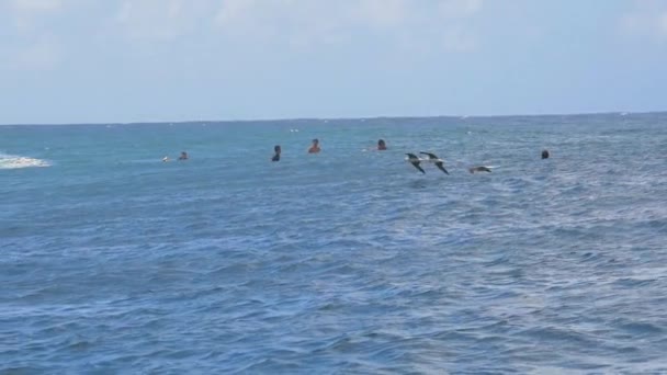 Les oiseaux de mouettes volant bas passent les surfeurs sur le surf sport — Video