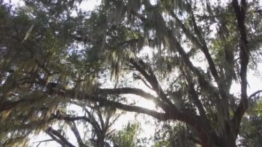 Güneş İspanyol yosun ile canlı meşe ağacı gölgelik ile parlayan