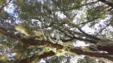 Canlı meşe ağacı dalları güzel romantik İspanyol yosun