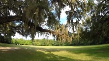 Canlı meşe ağacı dalları güzel romantik İspanyol yosun